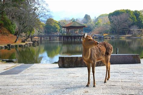 鹿 風水|鹿が縁起がいい2つの理由とは？4つの幸運と世界各国。